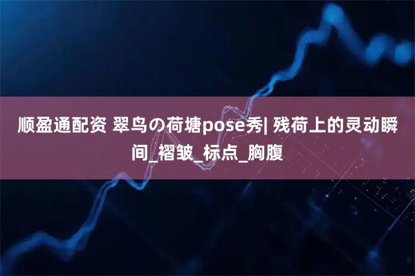 顺盈通配资 翠鸟の荷塘pose秀| 残荷上的灵动瞬间_褶皱_标点_胸腹